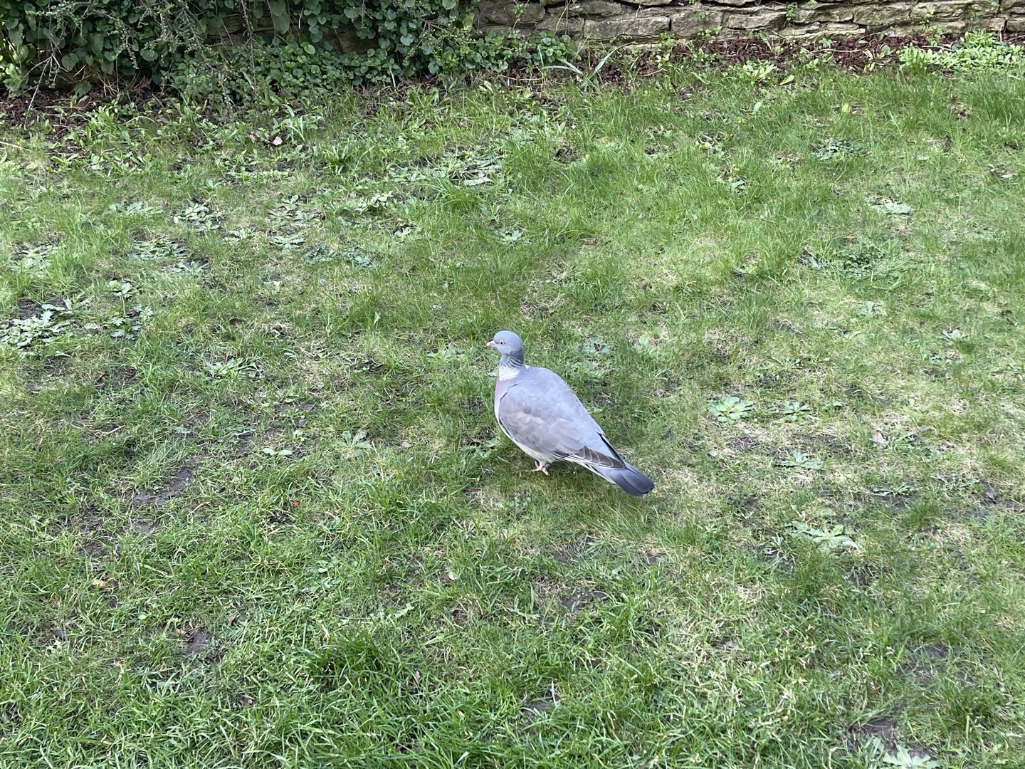 A wood pigeon standing on a garden lawn