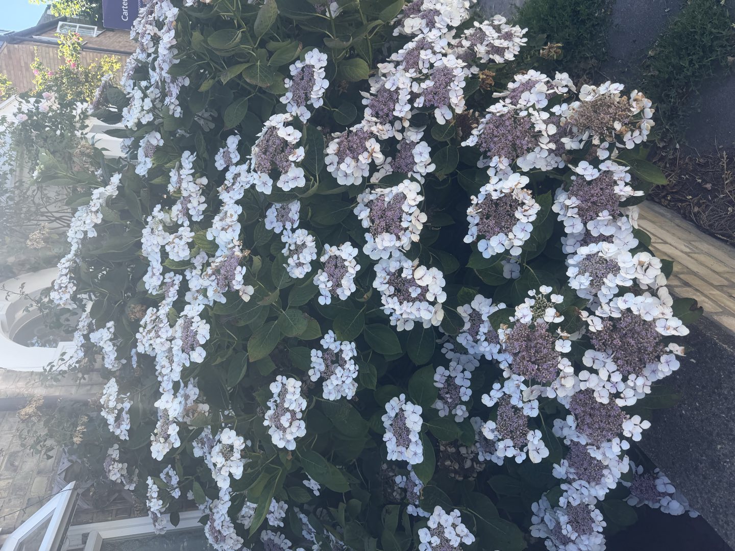 A hydrangea bush in full bloom